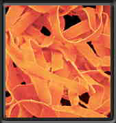Pasta - Carrot Fresh - Mary's