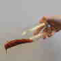 Old Ketchup Recipe Updated by Mary